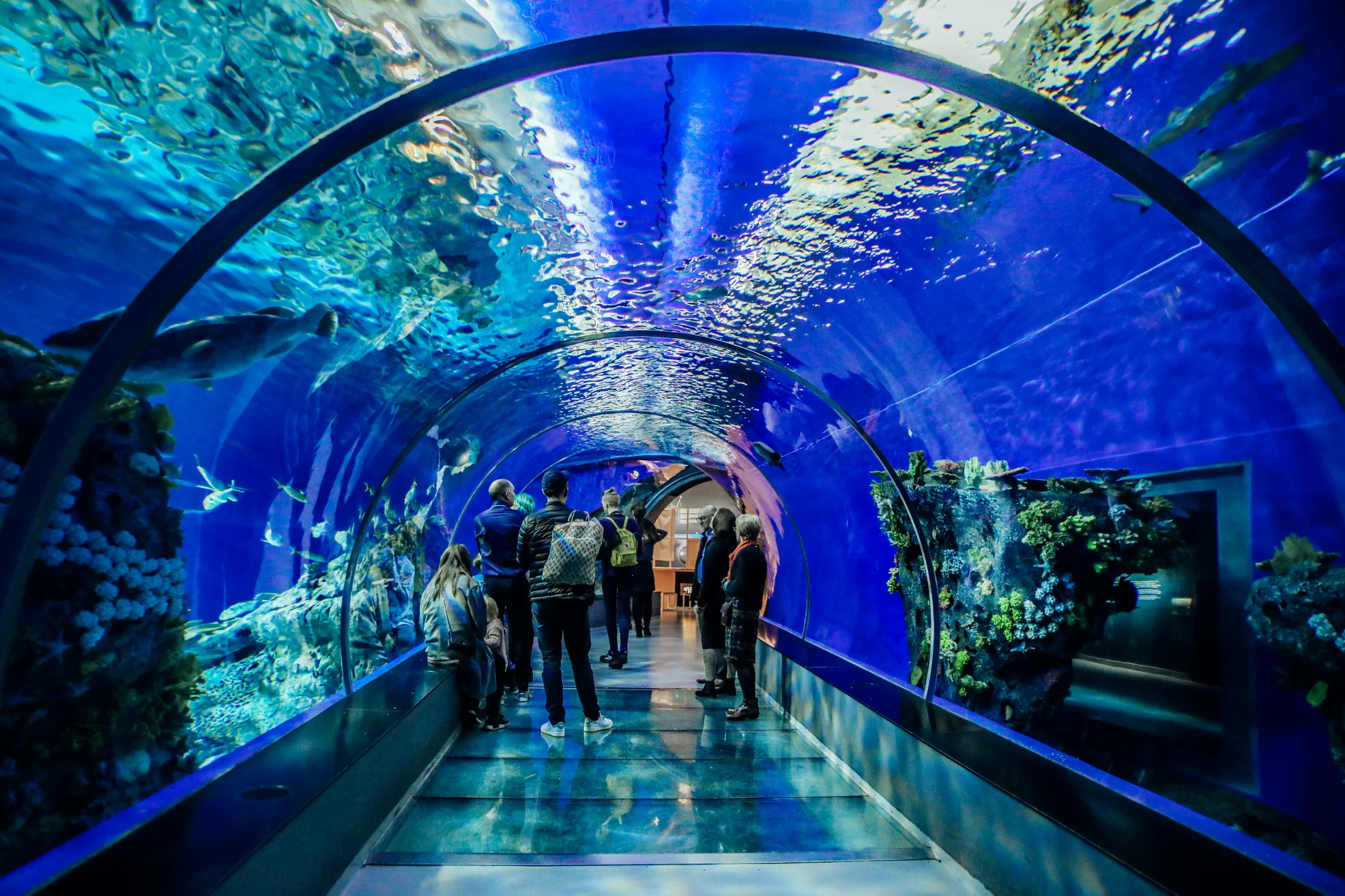 Dubai Mall Aquarium attraction in Dubai or Abu Dhabi UAE